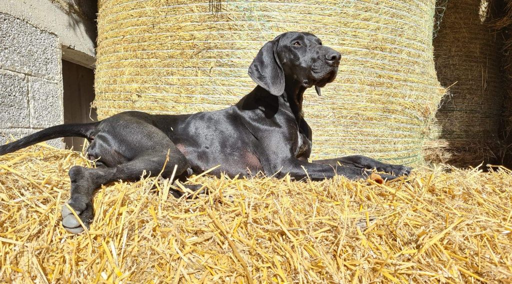 Sybelle Des Roses Beaumont