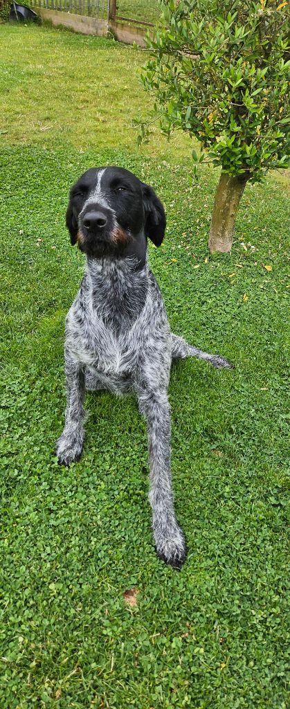 Les Chien d'arrêt allemand à poil dur de l'affixe Des Roses Beaumont