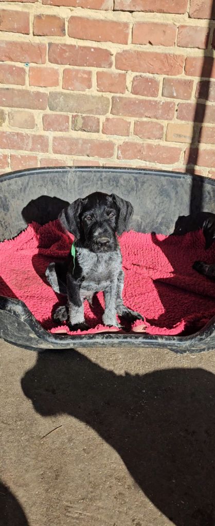 Des Roses Beaumont - Chiot disponible  - Chien d'arrêt allemand à poil dur