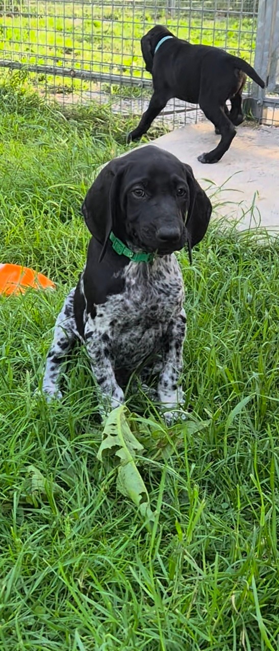 Des Roses Beaumont - Chiots disponibles - Braque allemand à poil court