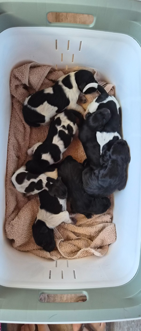 Des Roses Beaumont - Chiots disponibles - Braque allemand à poil court