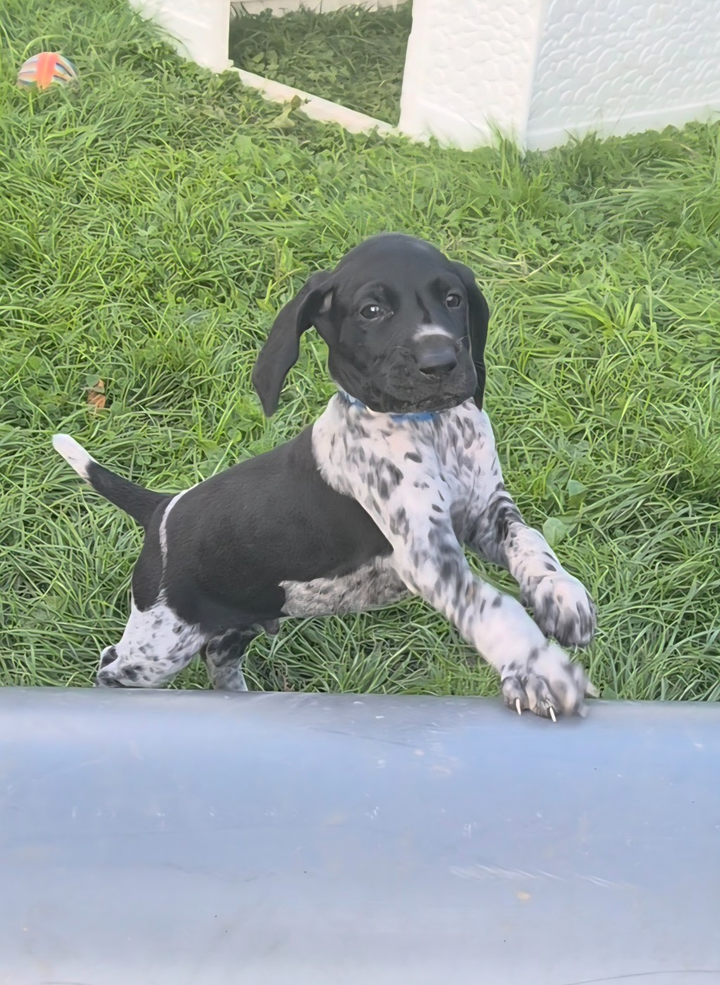 Des Roses Beaumont - Chiots disponibles - Braque allemand à poil court