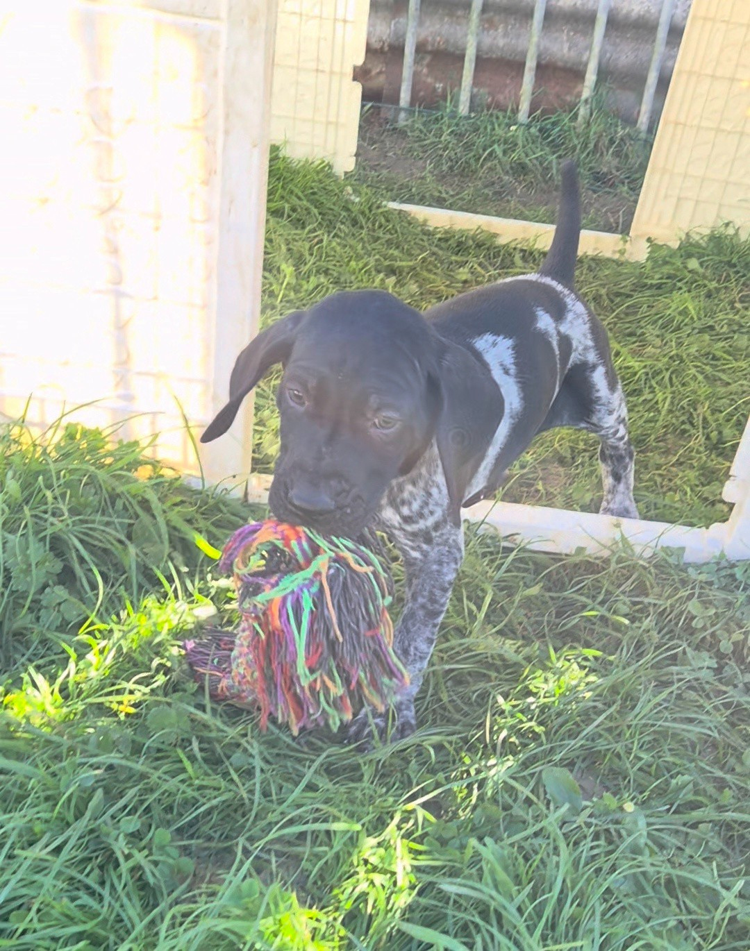 Des Roses Beaumont - Chiots disponibles - Braque allemand à poil court