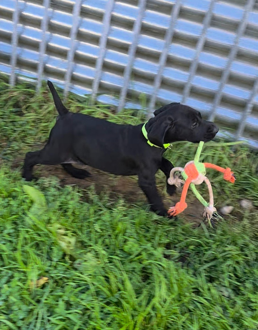 Des Roses Beaumont - Chiots disponibles - Braque allemand à poil court