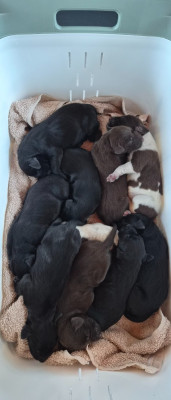 CHIOT 1