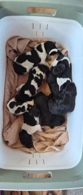 CHIOT 8