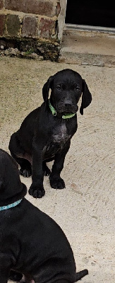 CHIOT
