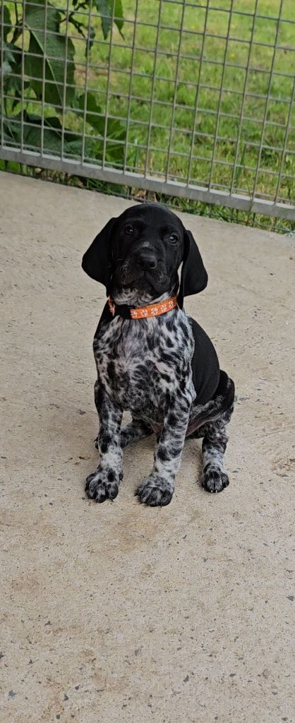 Des Roses Beaumont - Chiots disponibles - Braque allemand à poil court
